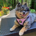 Load image into Gallery viewer, EcoBark Step In Dog Harness - XXXS to Small Breeds- Reflective Soft Mesh Harness for Teacup, Small Dogs and Puppies / French Floral