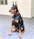 Load image into Gallery viewer, The "Balteus" brown collar