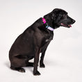 Load image into Gallery viewer, Found My Animal Jolie Flat Web Dog Collar