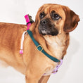 Load image into Gallery viewer, Dog & Cat Harnesses Premium Jolie Webbing Dog Harness – Durable, Adjustable & Stylish | Found My Animal