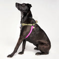 Load image into Gallery viewer, Dog & Cat Harnesses Premium Jolie Webbing Dog Harness – Durable, Adjustable & Stylish | Found My Animal