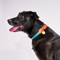 Load image into Gallery viewer, Found My Animal X Petco Azure Cotton Rope Dog Collar