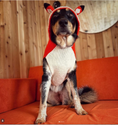 Load image into Gallery viewer, Foxy Hoodie Dog Sweater