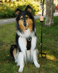 Load image into Gallery viewer, Wander! Multiway Leash - Ballerina