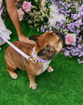 Load image into Gallery viewer, Wander! Waterproof Collar - Lilac