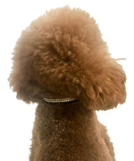 Glamour Girl Ultrasuede Collar w/ Swarovski Crystal, Black