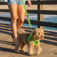 Load image into Gallery viewer, EcoBark Green Dog Leash- Padded Comfort Grip Leash - 4ft, 5ft, and 6ft Dog Leash for Small and Medium Dogs