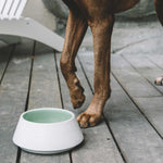 White and green ceramic dog bowl