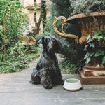 White and green ceramic dog bowl