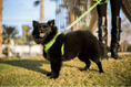 Load image into Gallery viewer, EcoBark Green Dog Leash- Padded Comfort Grip Leash - 4ft, 5ft, and 6ft Dog Leash for Small and Medium Dogs
