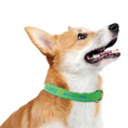 Load image into Gallery viewer, Color Market Dog Collar - Small Breed