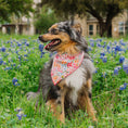 Load image into Gallery viewer, Groovy Fuchsia Florals Dog Bandana