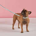 Load image into Gallery viewer, Leather Dog Leash in Cloud - Classic, Made in Italy