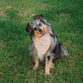 Load image into Gallery viewer, Tiny Pumpkins Bandana