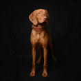Load image into Gallery viewer, The "Ostrich" collar LIMITED