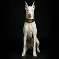 Load image into Gallery viewer, Irondog Collar - Southlake Paws