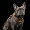 Load image into Gallery viewer, "Maximus Brown&Gold" Small dog SET - Harness - collar - lead