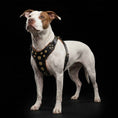 Load image into Gallery viewer, 'Bijou'' harness Black & Orange for big dogs