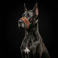 Load image into Gallery viewer, The "Balteus" leather muzzle BROWN
