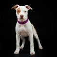 Load image into Gallery viewer, The "Viola Drops" puppy collar