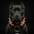 Load image into Gallery viewer, "The Incredibullz" Royalty Collar