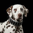 Load image into Gallery viewer, "Boston" collar