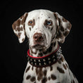 Load image into Gallery viewer, "Boston" collar
