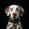Load image into Gallery viewer, "Boston" collar