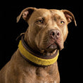 Load image into Gallery viewer, The ''Shrek'' collar
