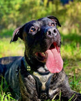 Load image into Gallery viewer, The "Hektor" Dogs and pets harness