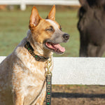 Horseshoes Dog Collar
