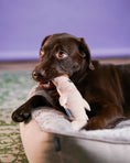 Load image into Gallery viewer, Pet Toy - Shark - Southlake Paws