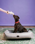 Load image into Gallery viewer, Pet Toy - Shark - Southlake Paws