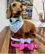 Leather Bow Collar/Lead - Aquamarine