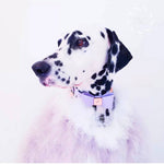 Leather Bow Collar/Lead - Lilac