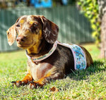 The Hummingbird Dog Harness