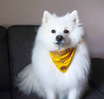 The Bumble Bee Scarf