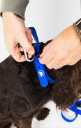 Load image into Gallery viewer, Royal Blue Collar by The Modern Dog Company being fastened on a dog's neck, showcasing its weather and odor-resistant feature