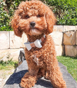 Leather Bow Collar - Snow Drop/ Rose Gold