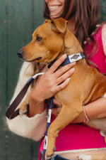 Product image of White and Blue Polo Dog Collar