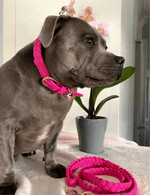 Dog Collar Lipstick Pink