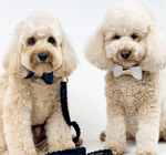 Leather Bow Tie Collar - Midnight