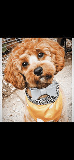 Leather Bow Collar - Misty