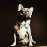 Leather Bow Collar - Snow Drop/ Yellow Gold