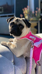 The Fuchsia Dog Harness