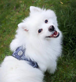 The Chevron Dog Harness