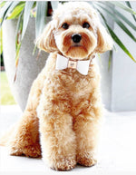 Leather Bow Collar - Snow Drop/ Yellow Gold