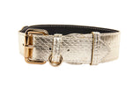 Gold Snake Collar & Leash Set With Classic Hardware