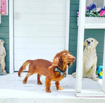 Leather Bow Tie Collar - Midnight