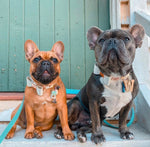 Leather Bow Collar - Snow Drop/ Yellow Gold